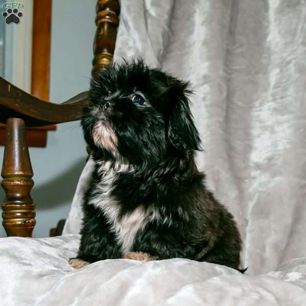 Buddy, Shih Tzu Puppy
